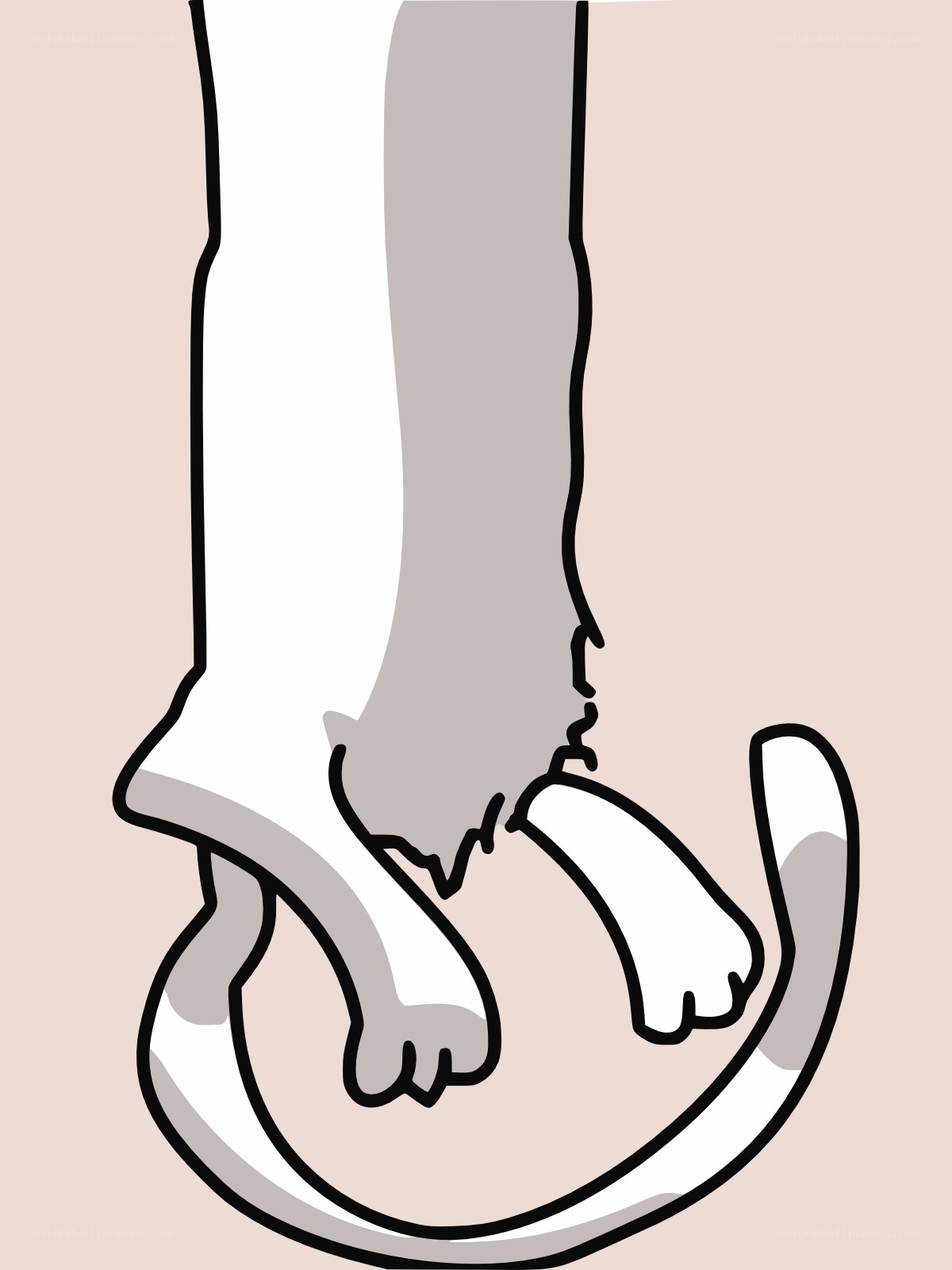 cat's legs and tail