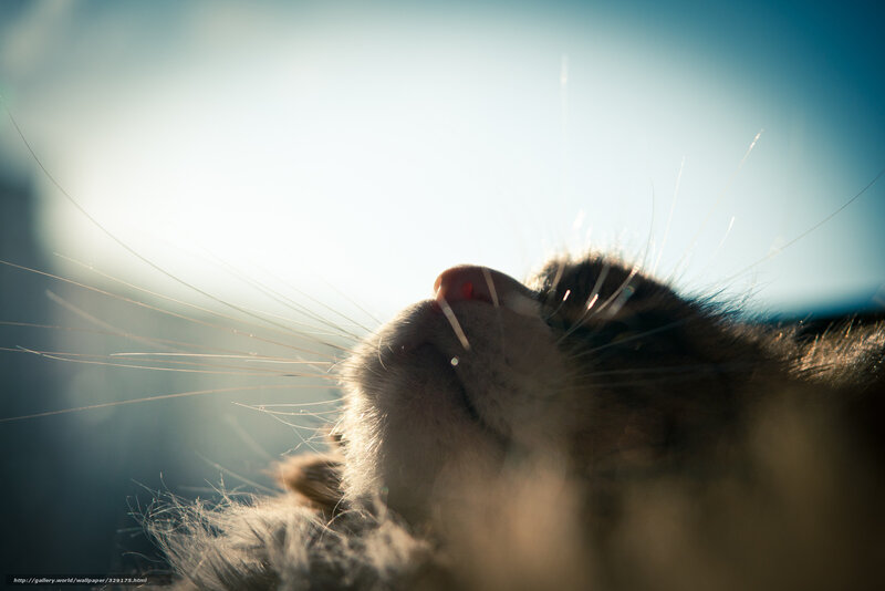 Cat's Nose in Sunlight — Blue