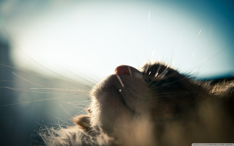 Cat's Nose in Sunlight