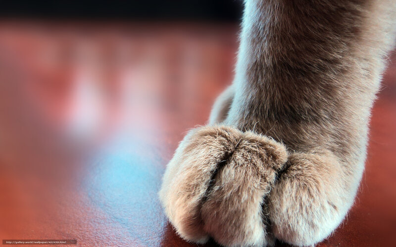 Cat's Paw on Floor