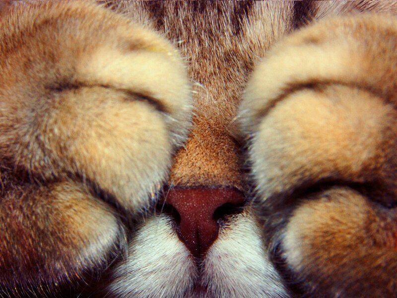 Cat's Paws Covering Face
