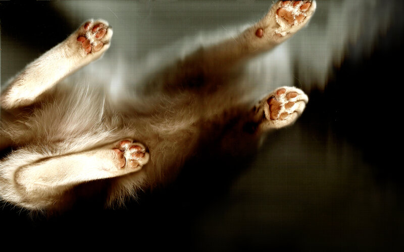 cat's paws from below