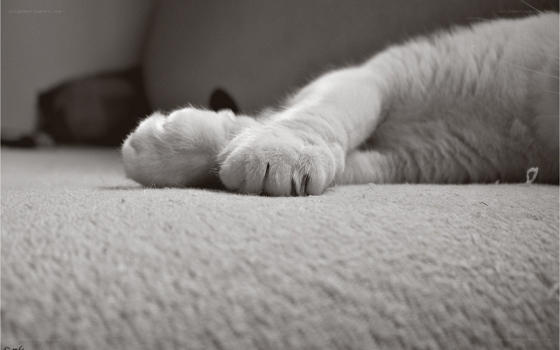cat's paws on carpet