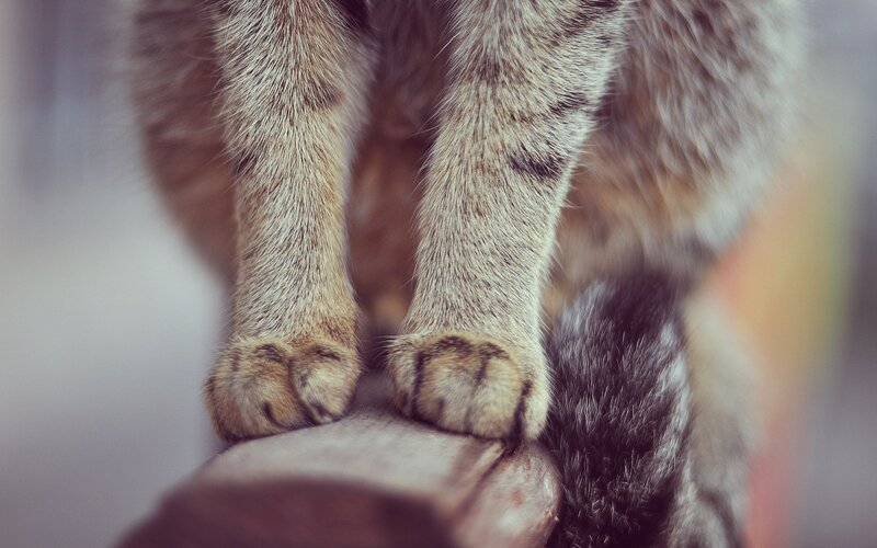 Cat's Paws on Wood — Brown