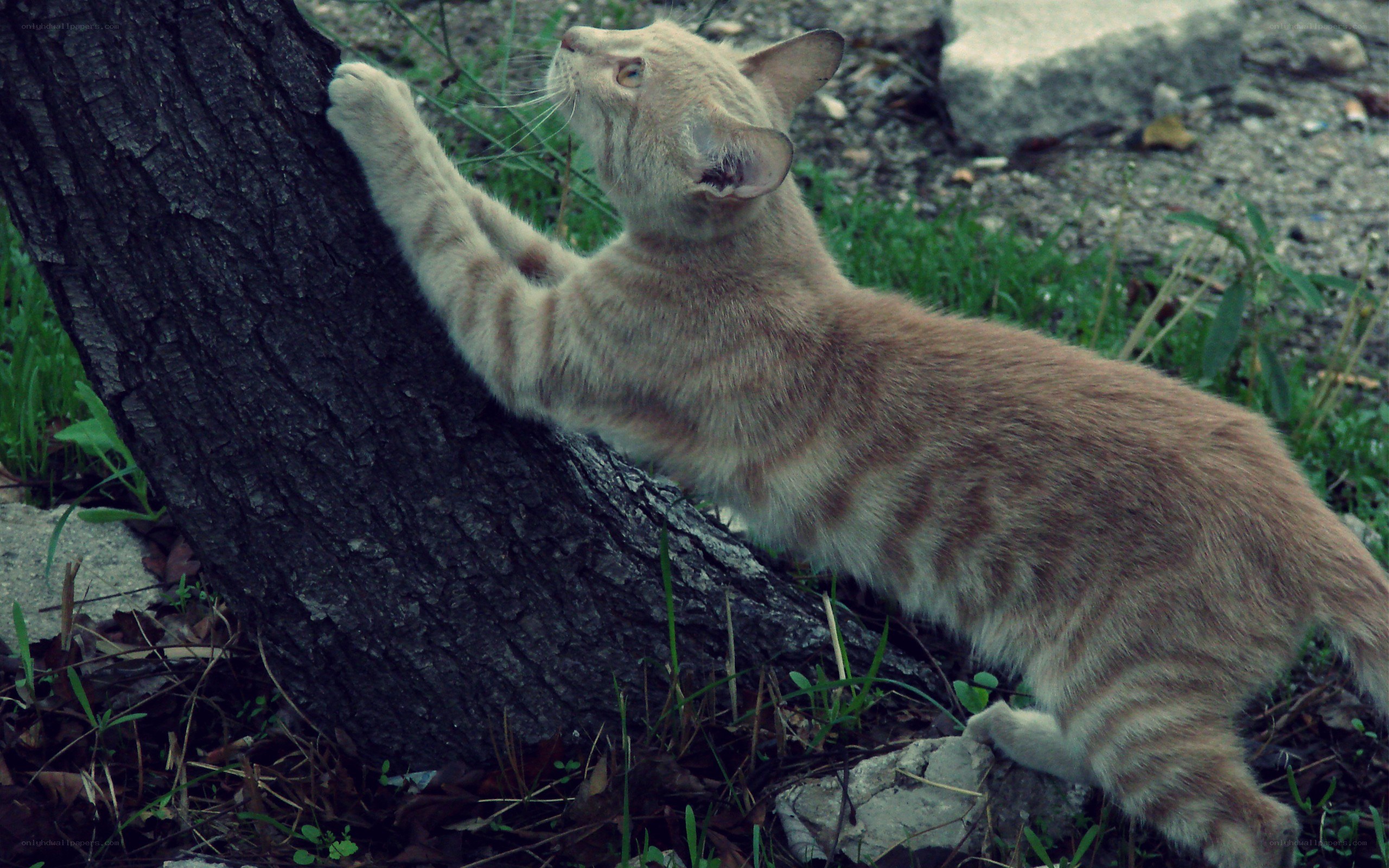 cat scratching a tree