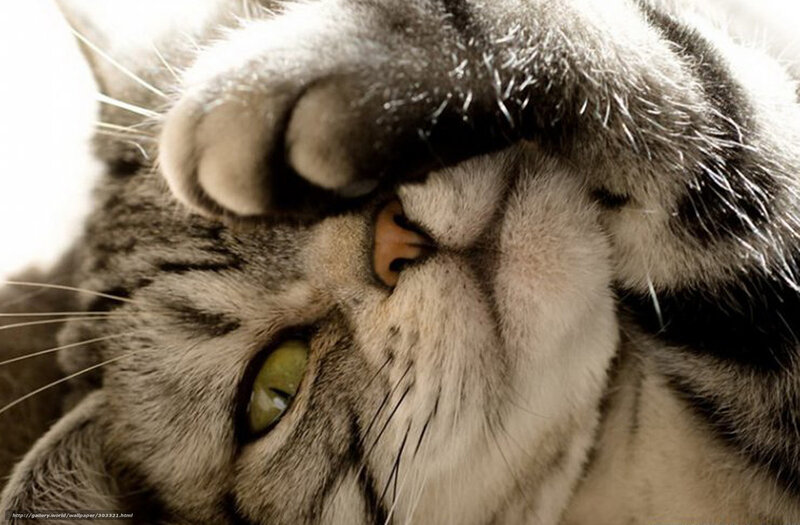 cat scratching its face