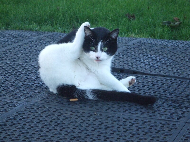 cat scratching itself