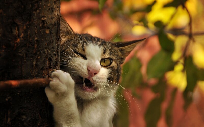 Cat Scratching Tree — Brown, Alert