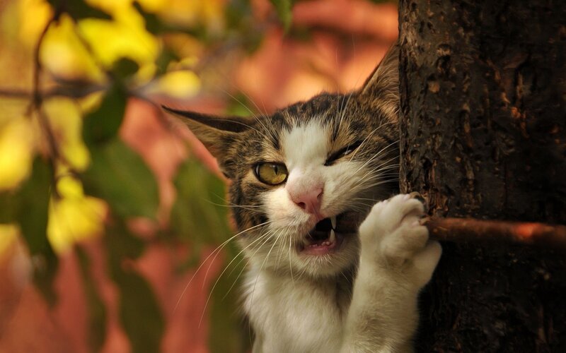 Cat Scratching Tree — Brown, Intense