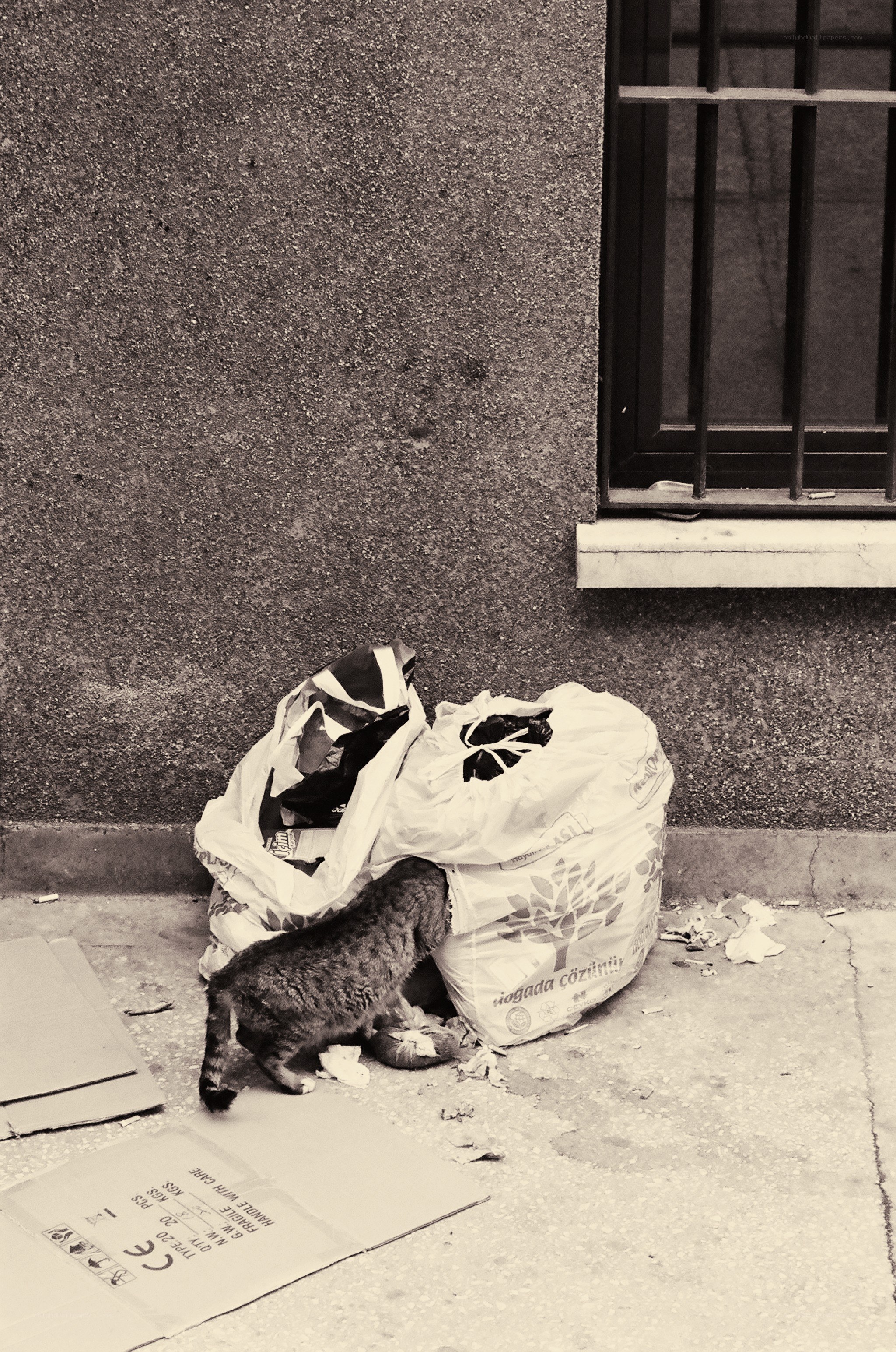 Cat searching trash bags