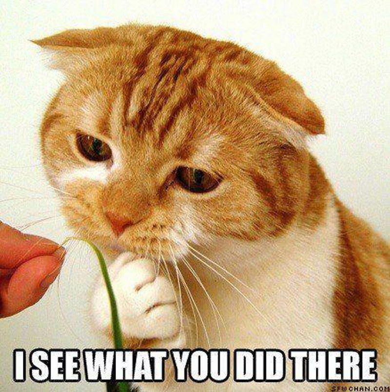 cat sees catnip trick