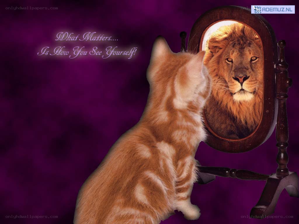 cat sees lion in mirror