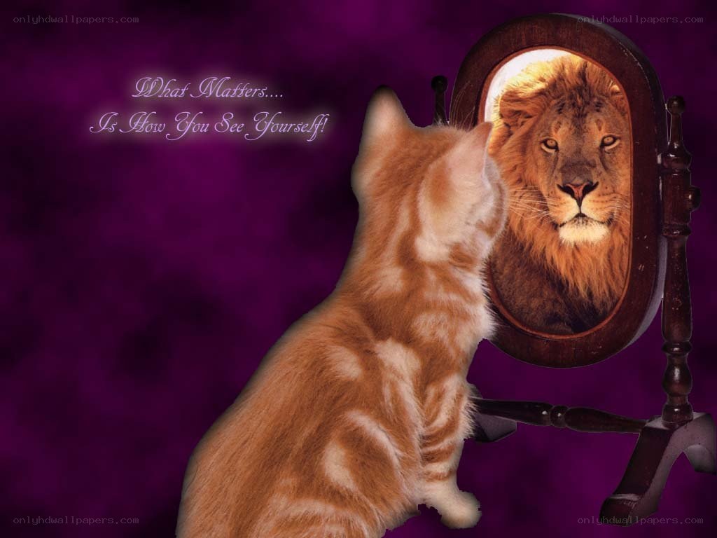 cat sees lion in mirror