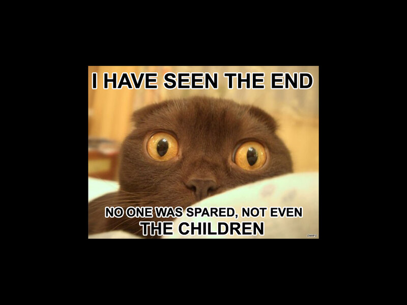 cat sees the end