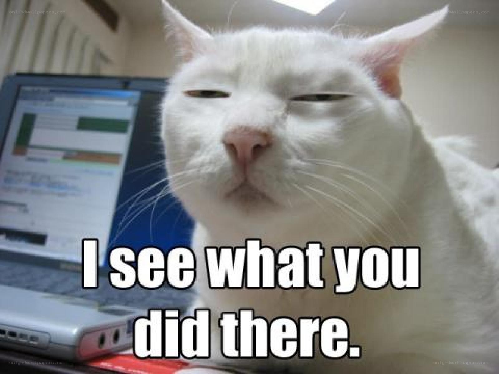 cat sees you