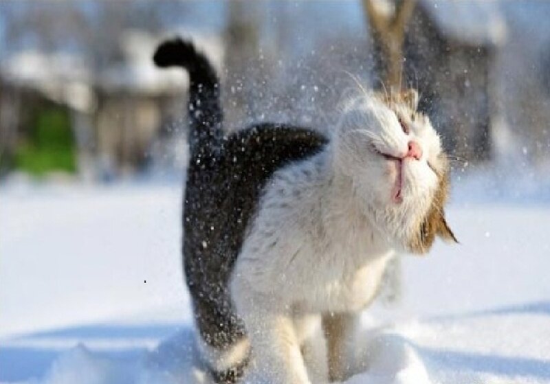 Cat Shaking Snow