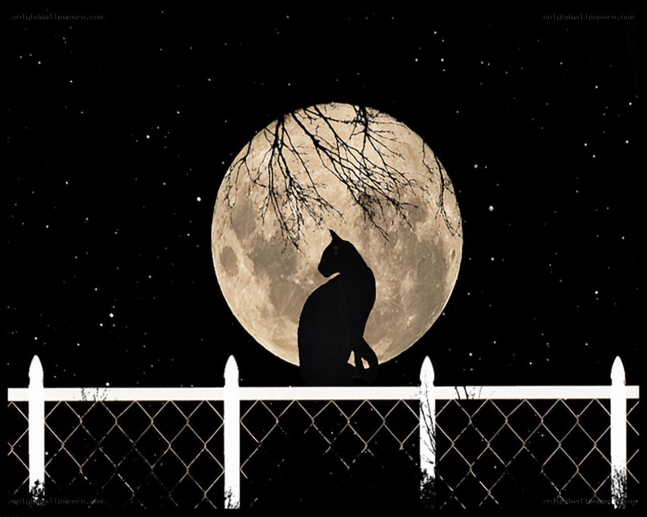 Cat Silhouette Against Full Moon