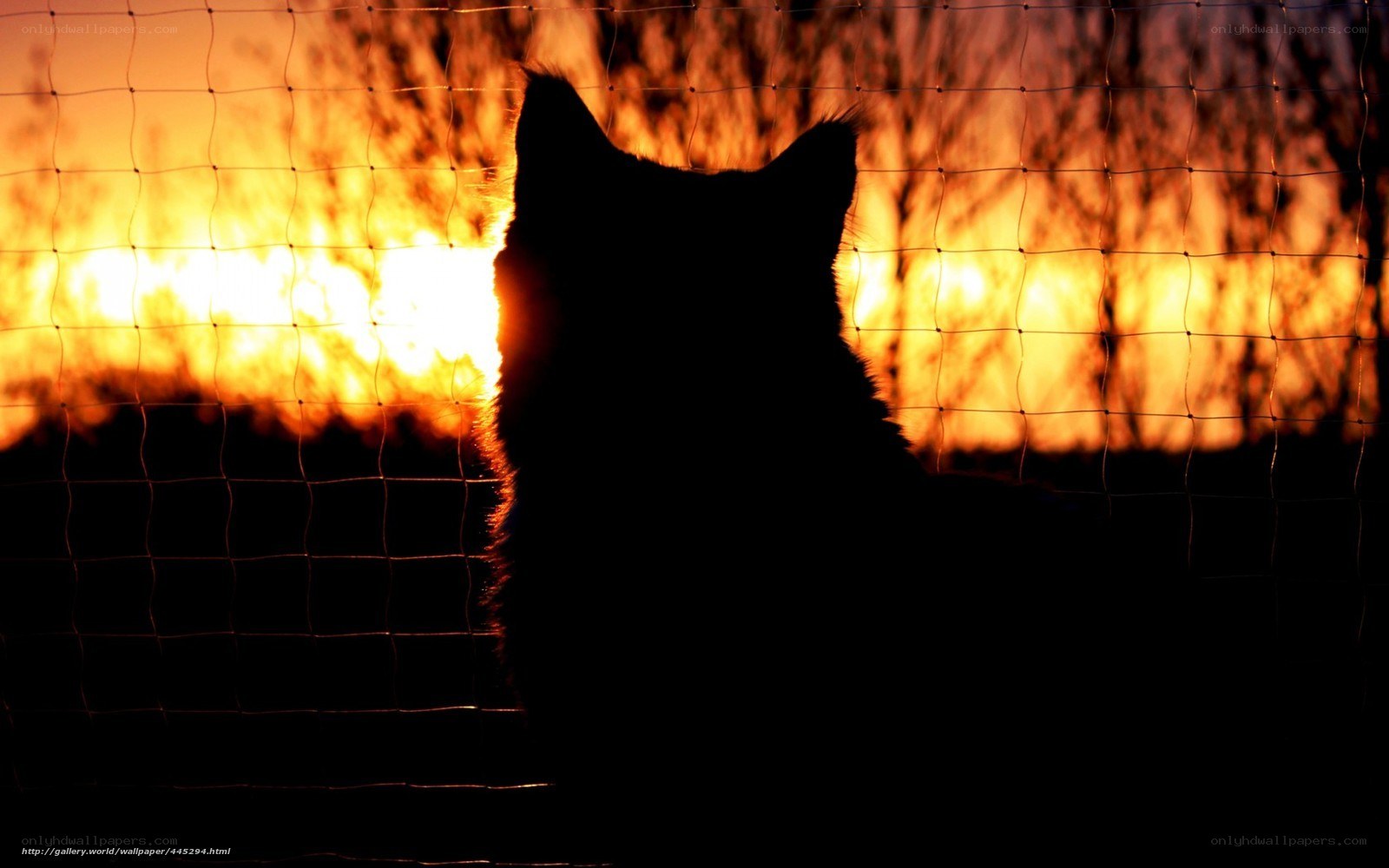 cat silhouette at sunset
