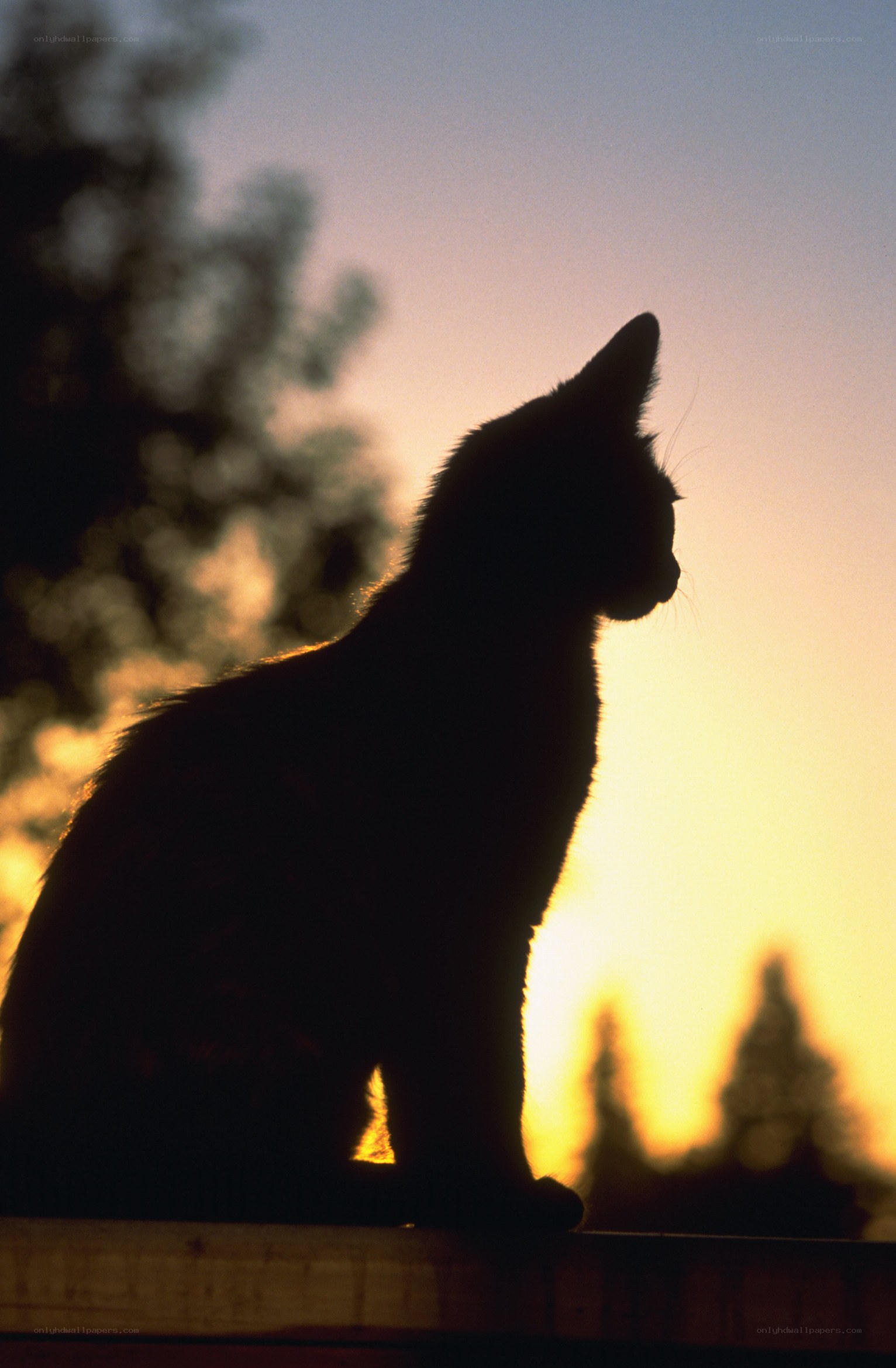 cat silhouette at sunset