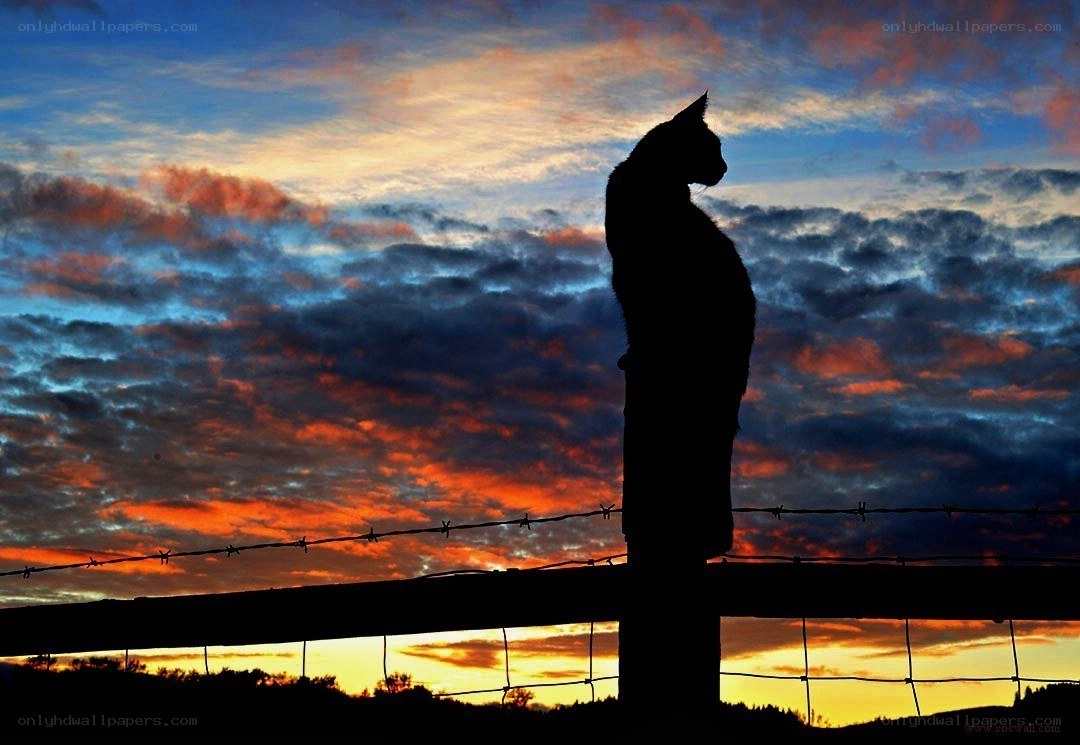 Cat silhouette at sunset