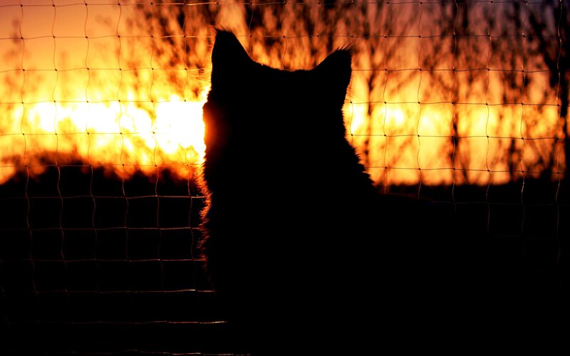 cat silhouette at sunset