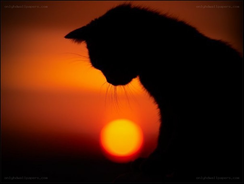 cat silhouette at sunset