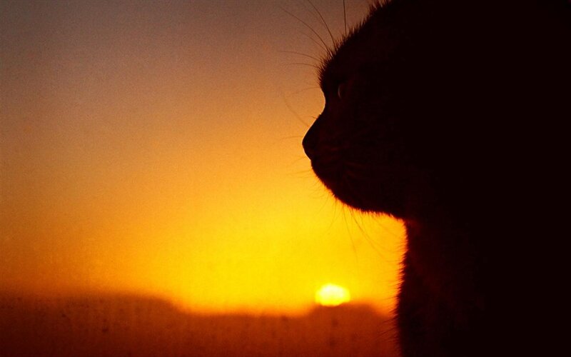 Cat Silhouette at Sunset — Orange, Serene