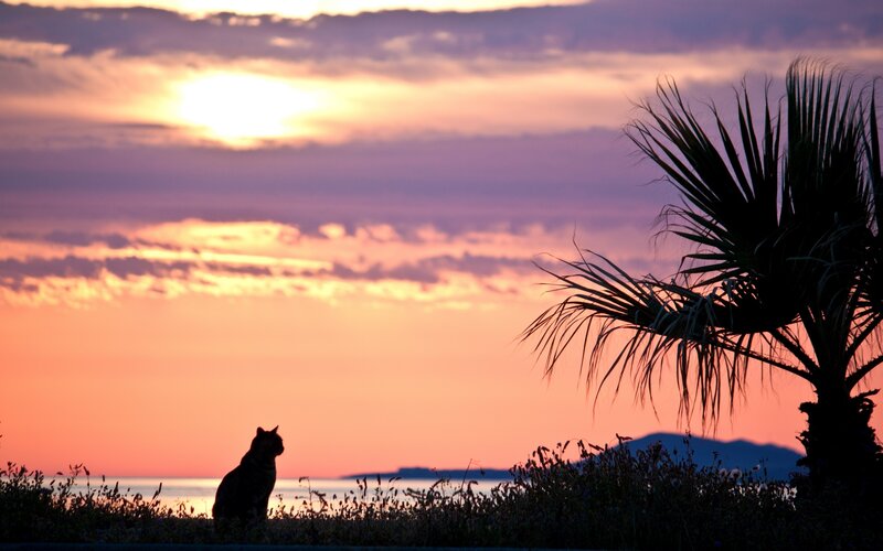 Cat Silhouette at Sunset — Orange