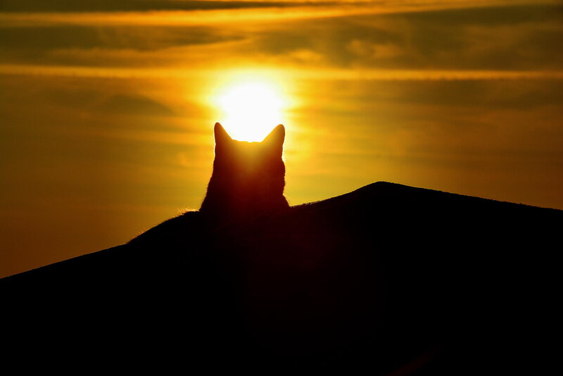 Cat Silhouette at Sunset — Yellow