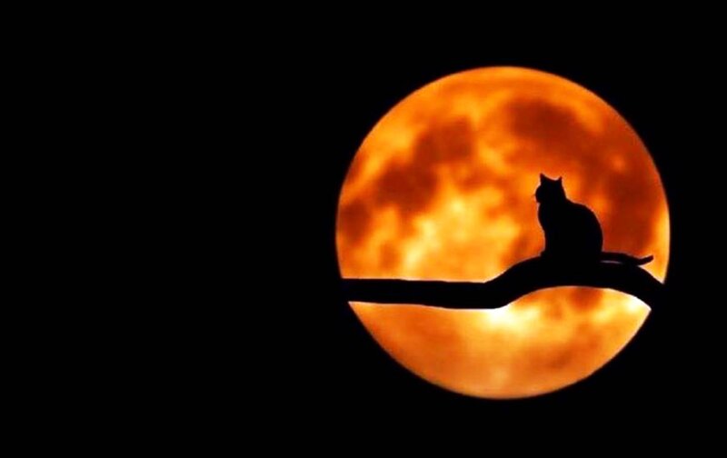 Cat Silhouette on Branch