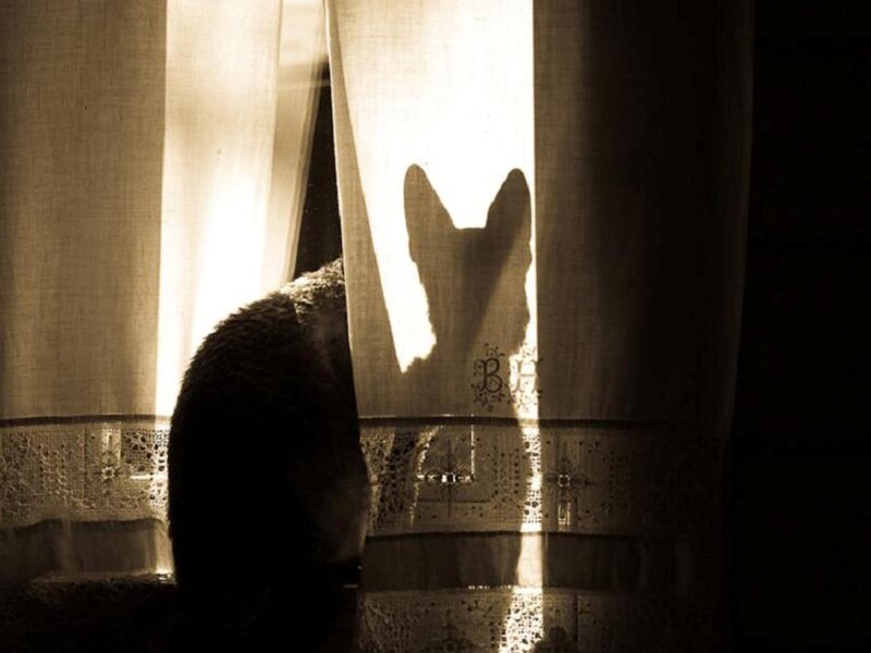 Cat Silhouette on Curtain