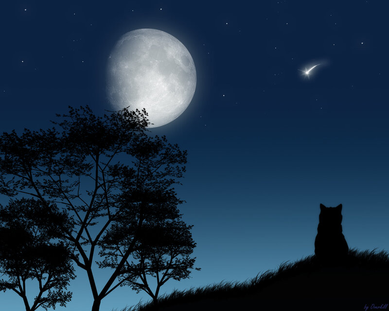 Cat Silhouette on Hill