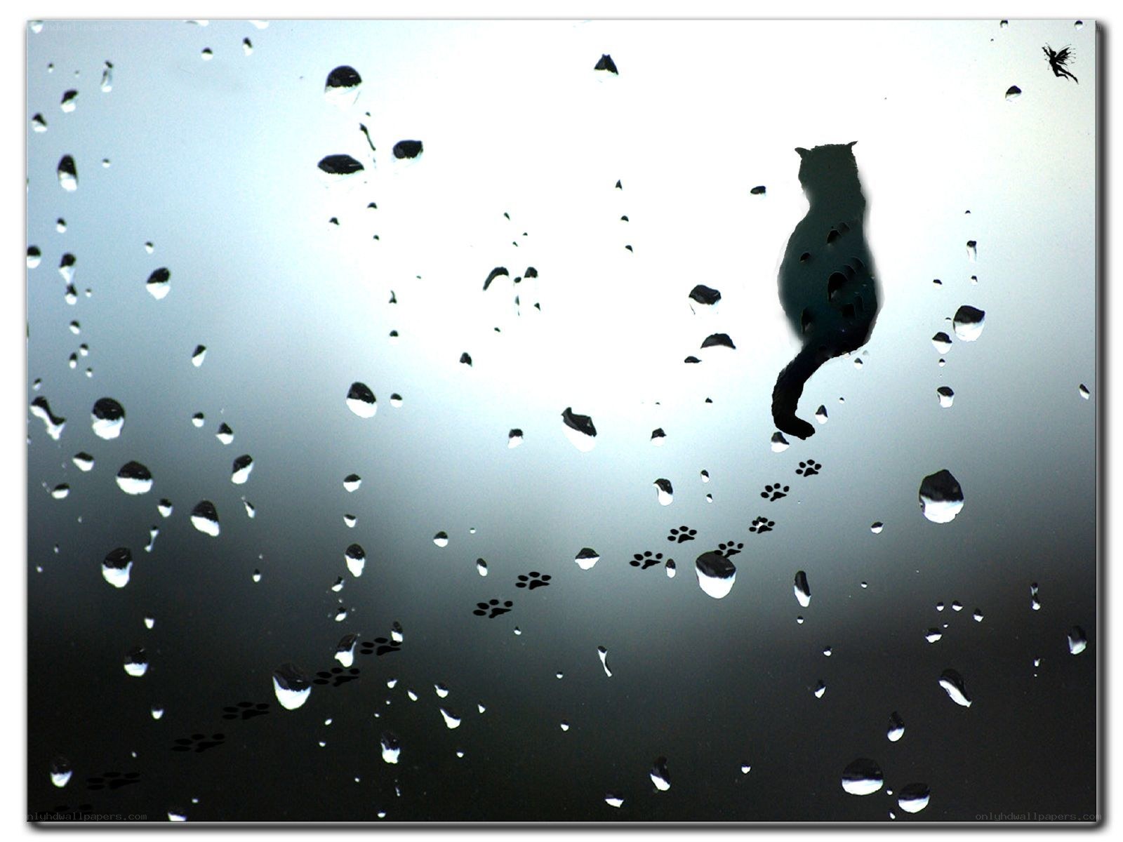 cat silhouette on rainy window