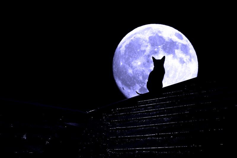 Cat Silhouette on Roof