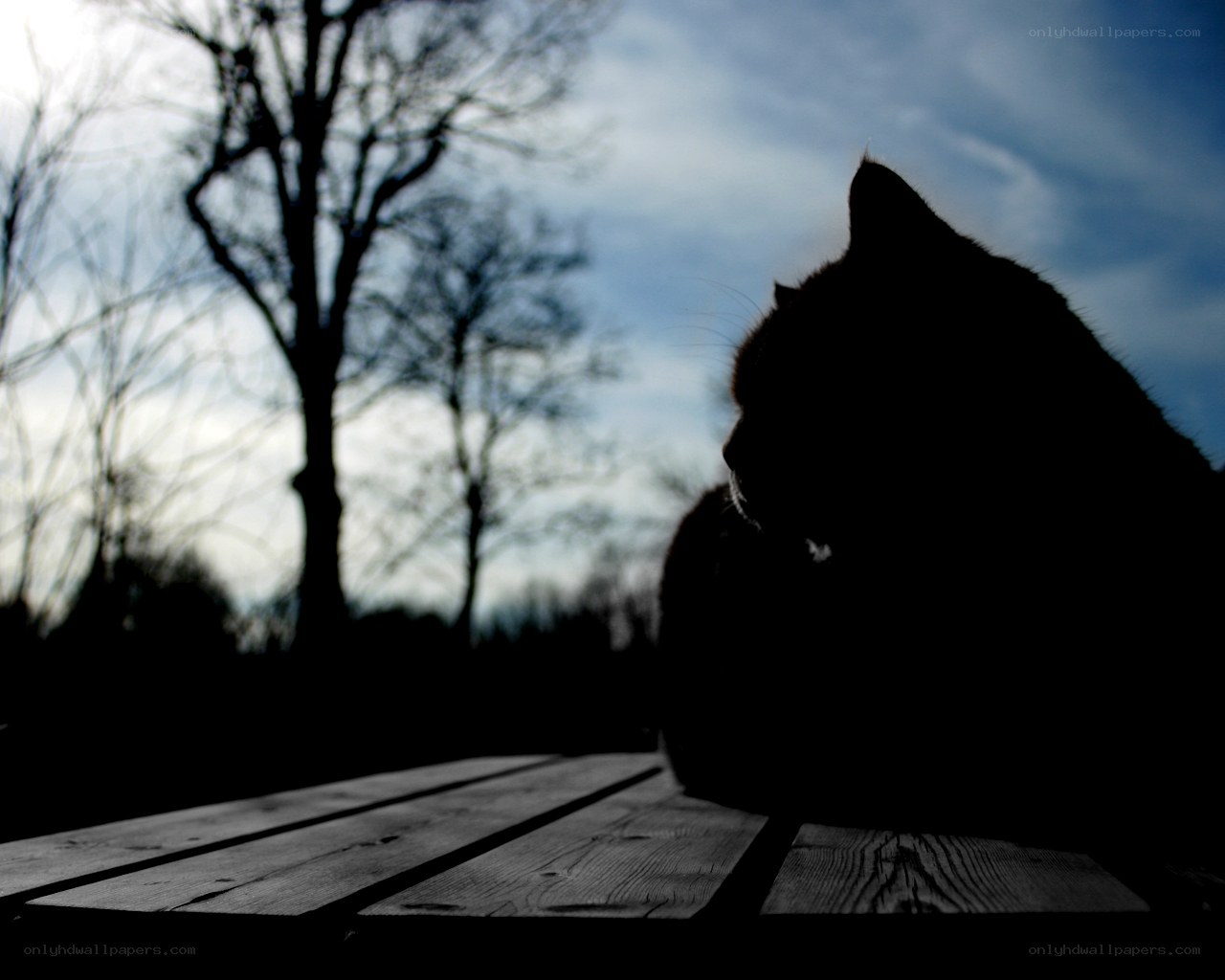 cat silhouette on wooden surface