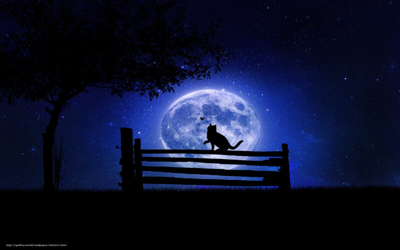 Cat Silhouette Under Moonlight