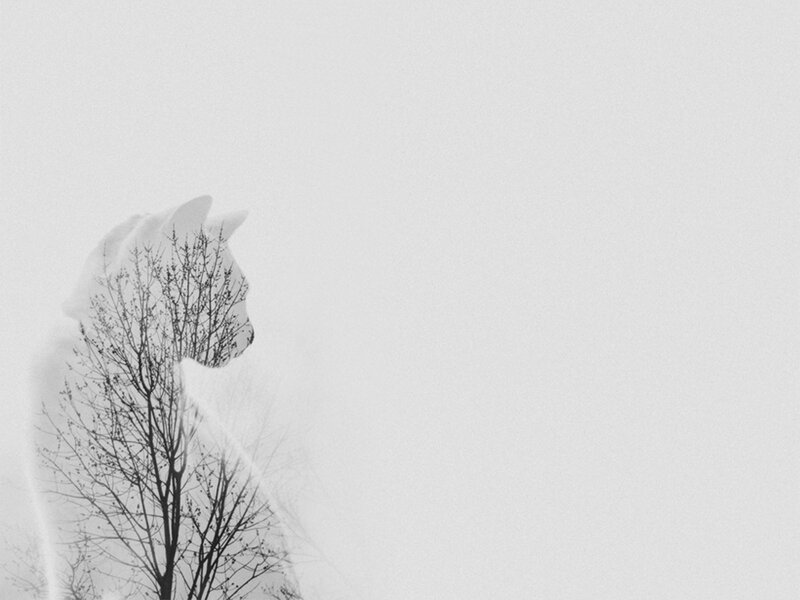Cat Silhouette with Tree