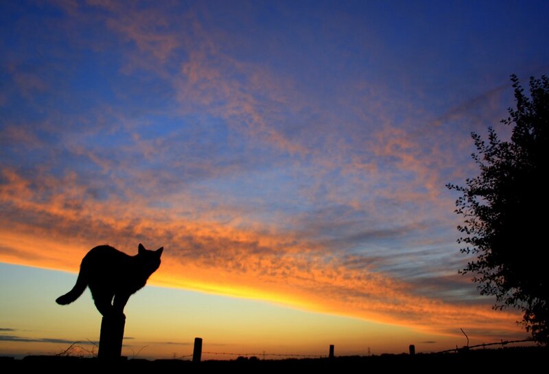 Cat silhouetted against sunset