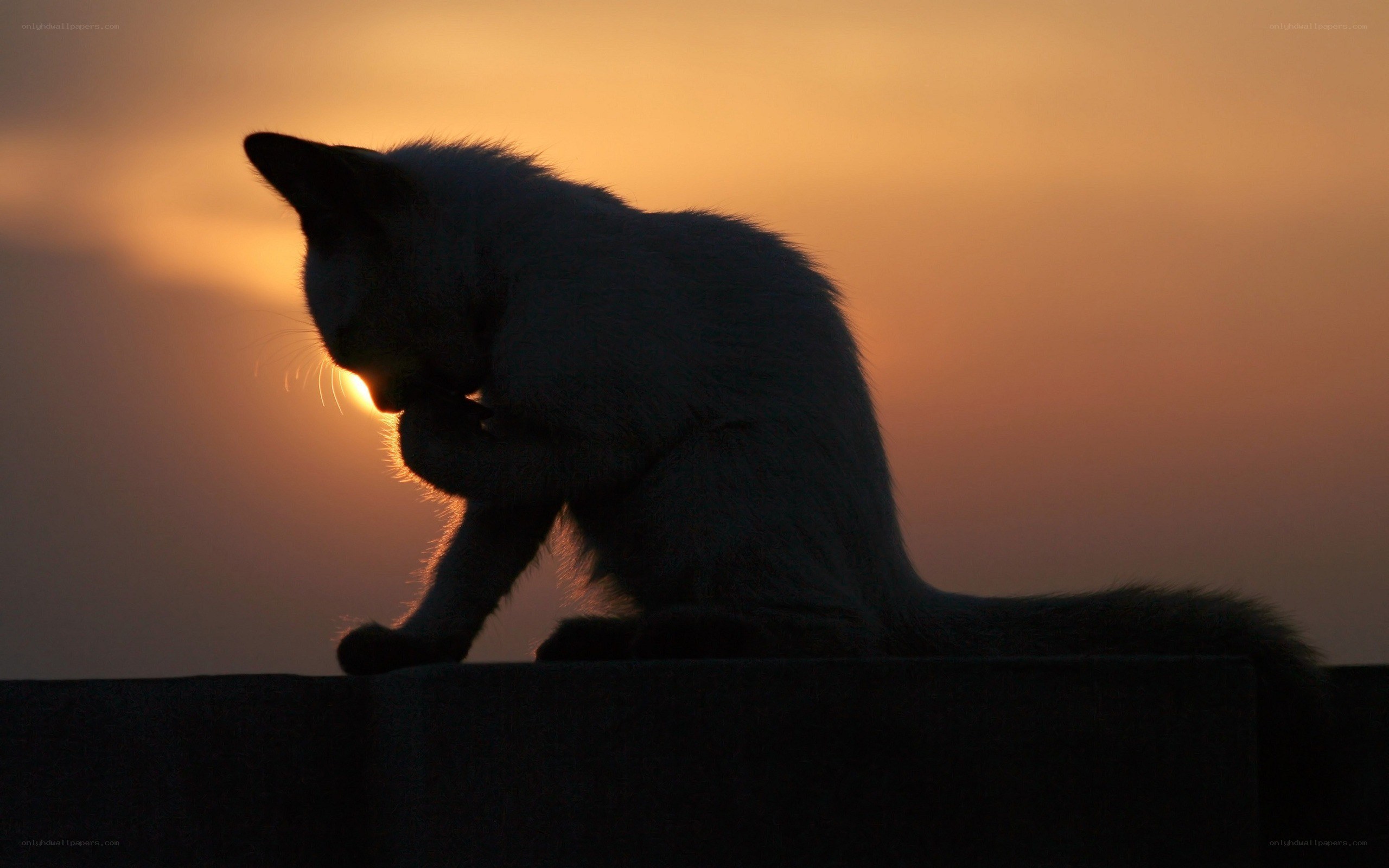 cat silhouetted at sunset