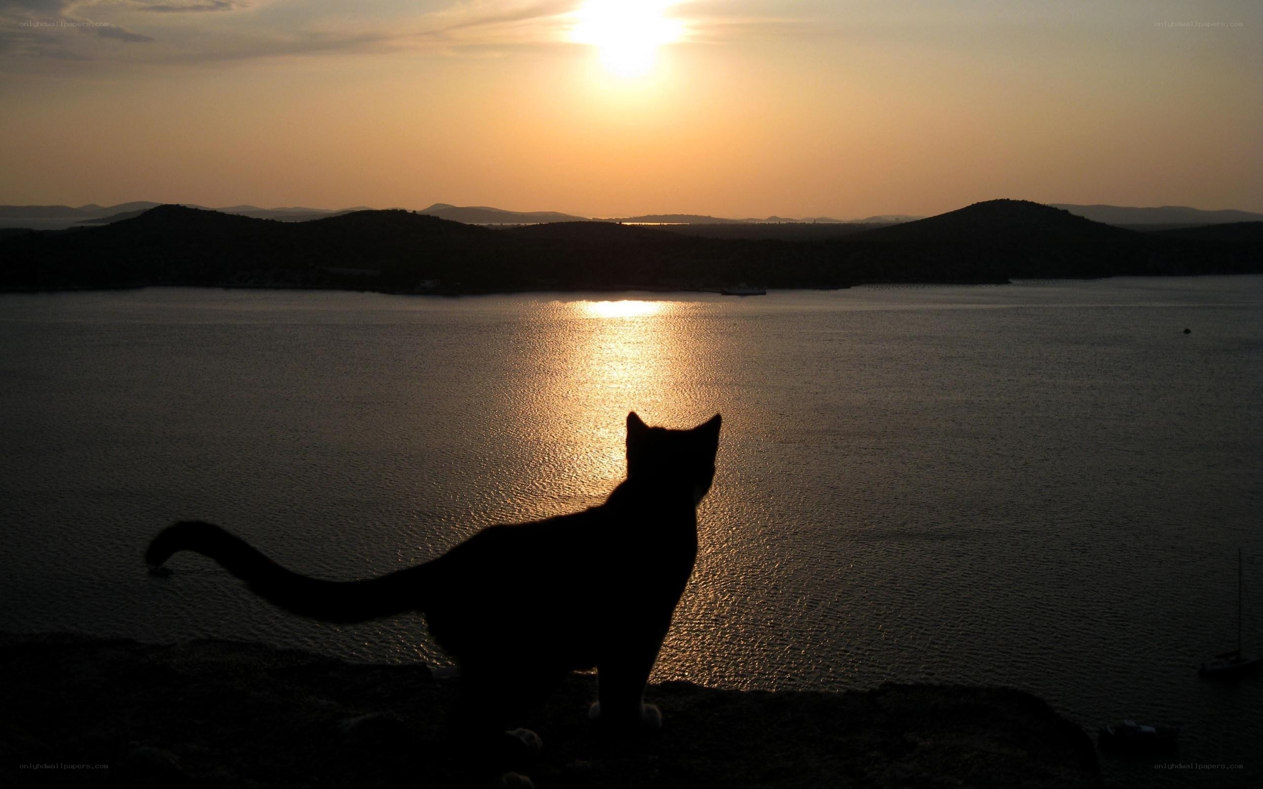 cat silhouetted at sunset