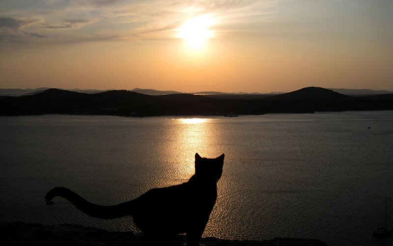Cat silhouetted at sunset