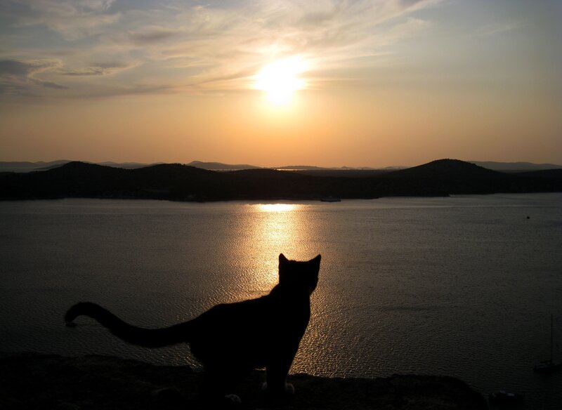cat silhouetted at sunset