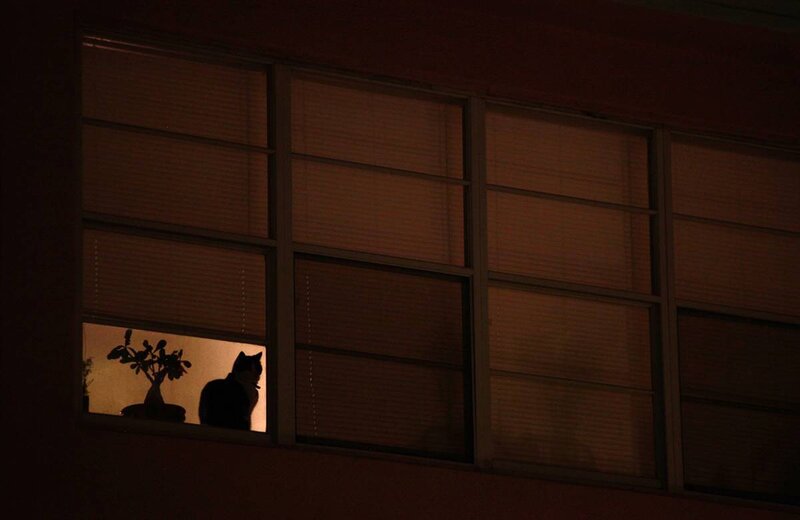 Cat silhouetted in window