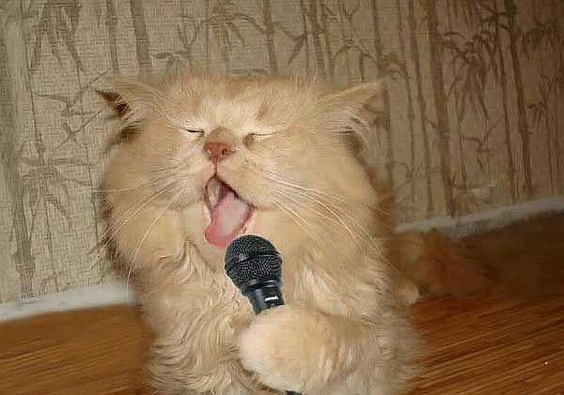 cat singing into a microphone