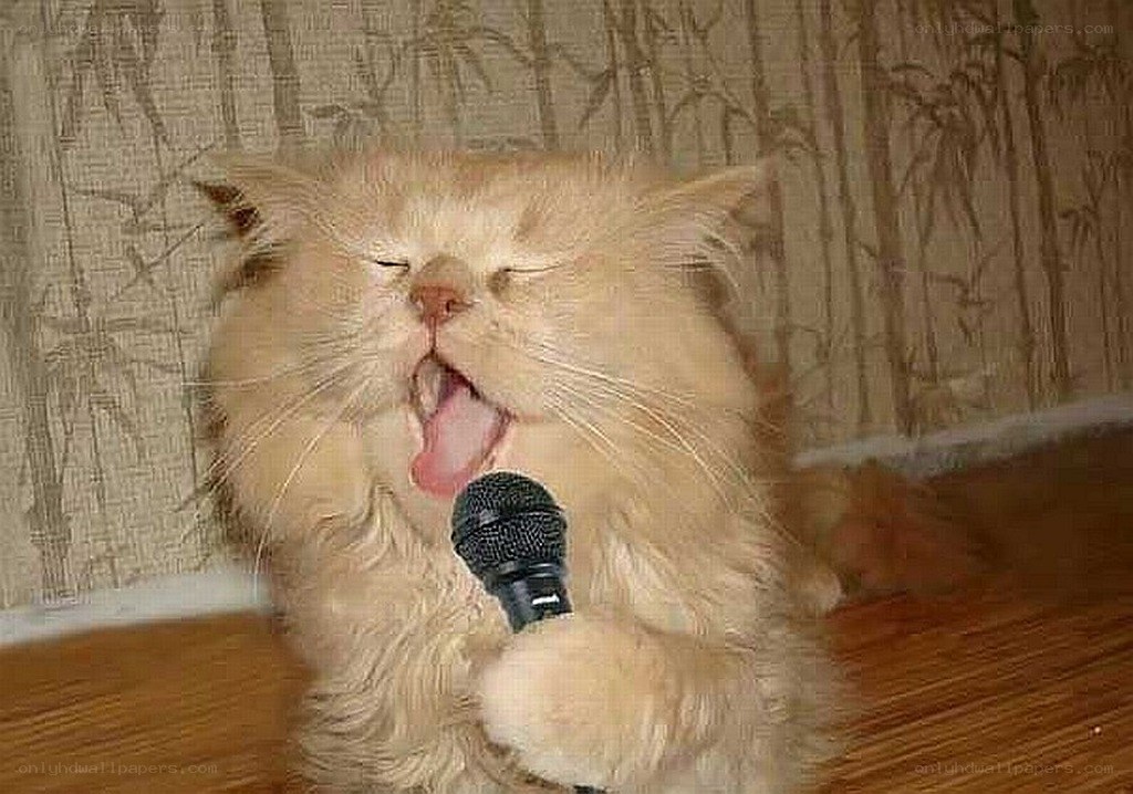 cat singing into a microphone