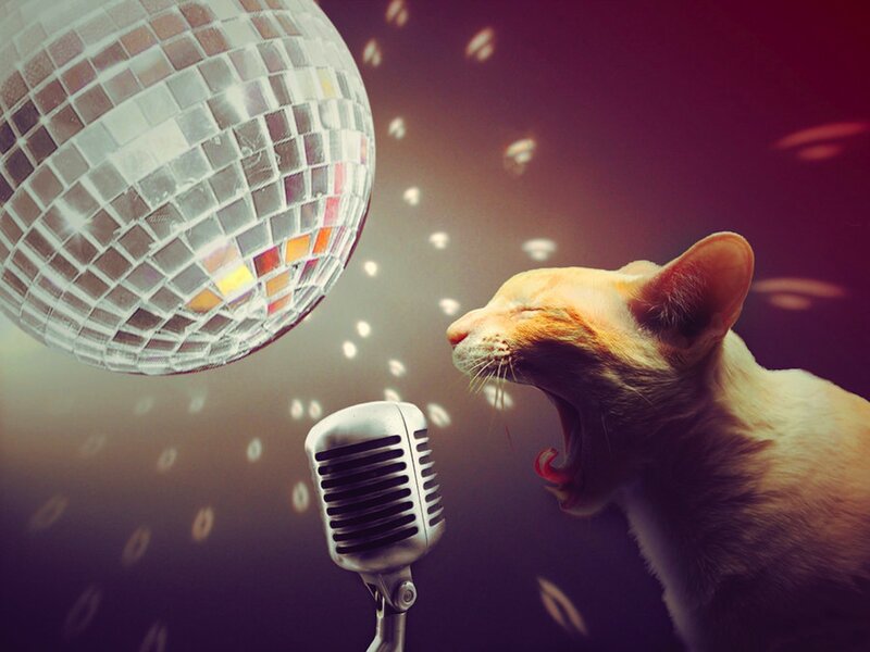 Cat Singing into Microphone
