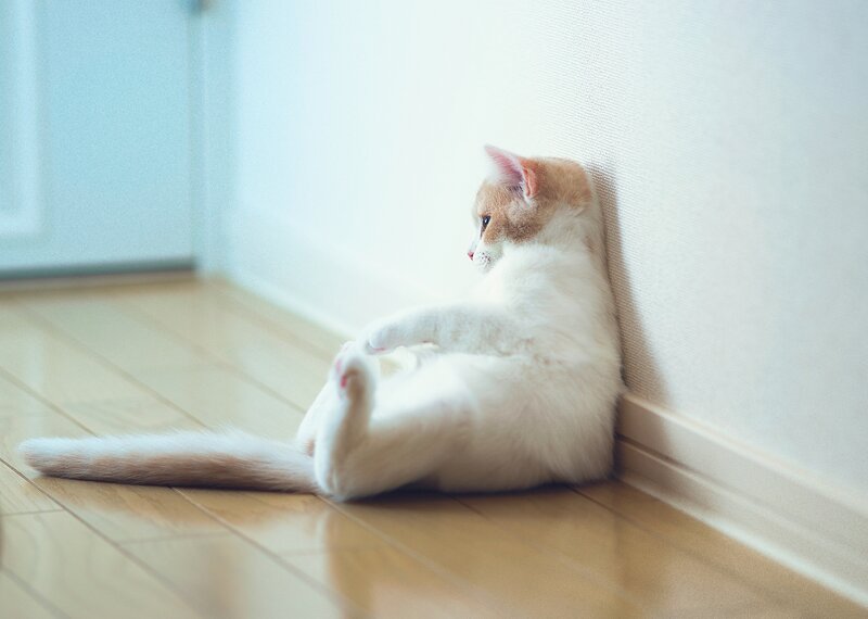 cat sitting against a wall