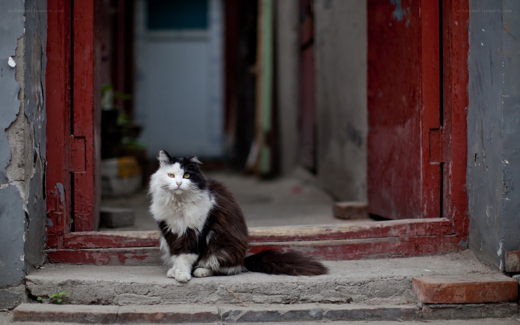 Cat sitting at doorway