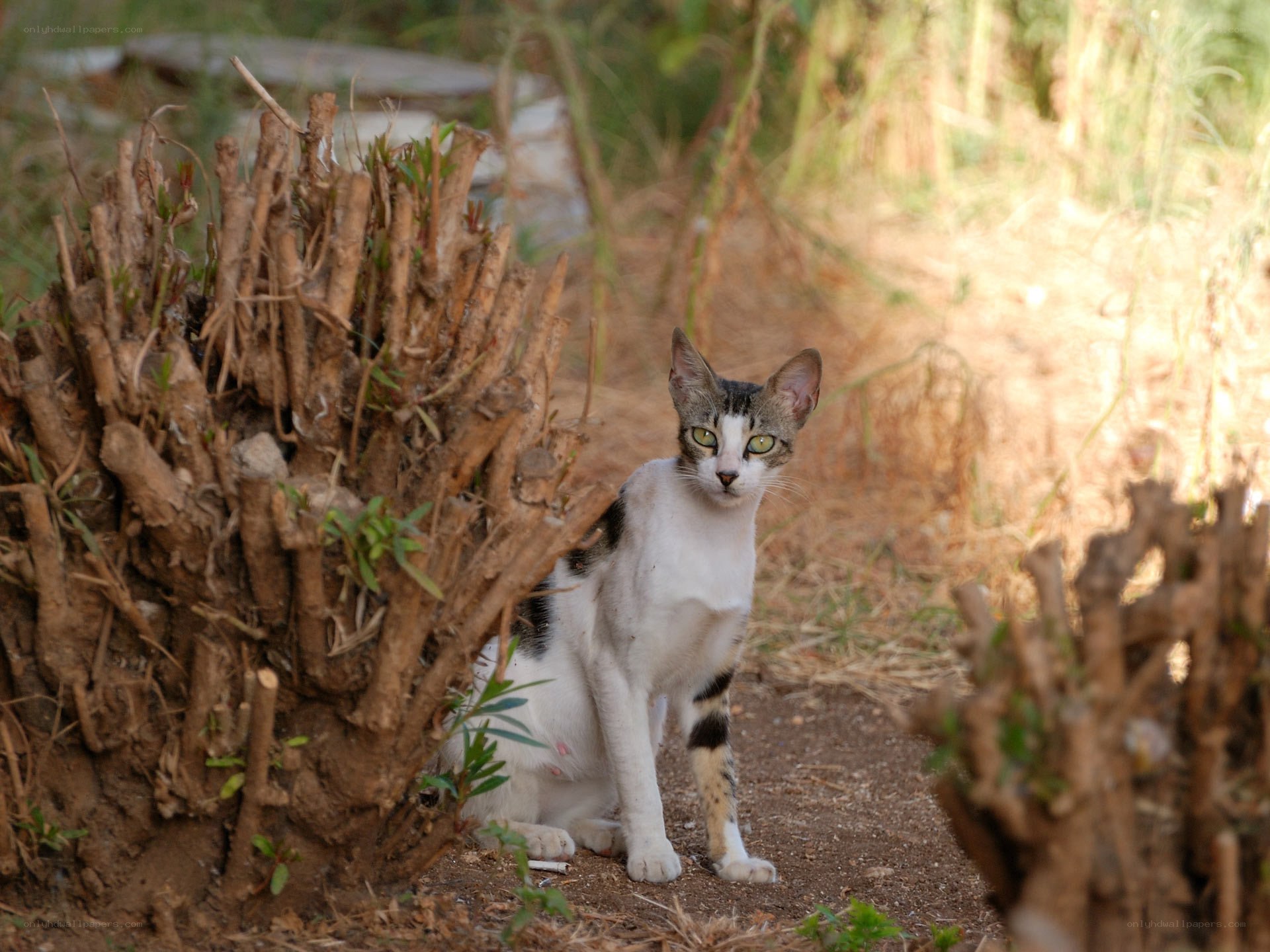cat sitting by a bush