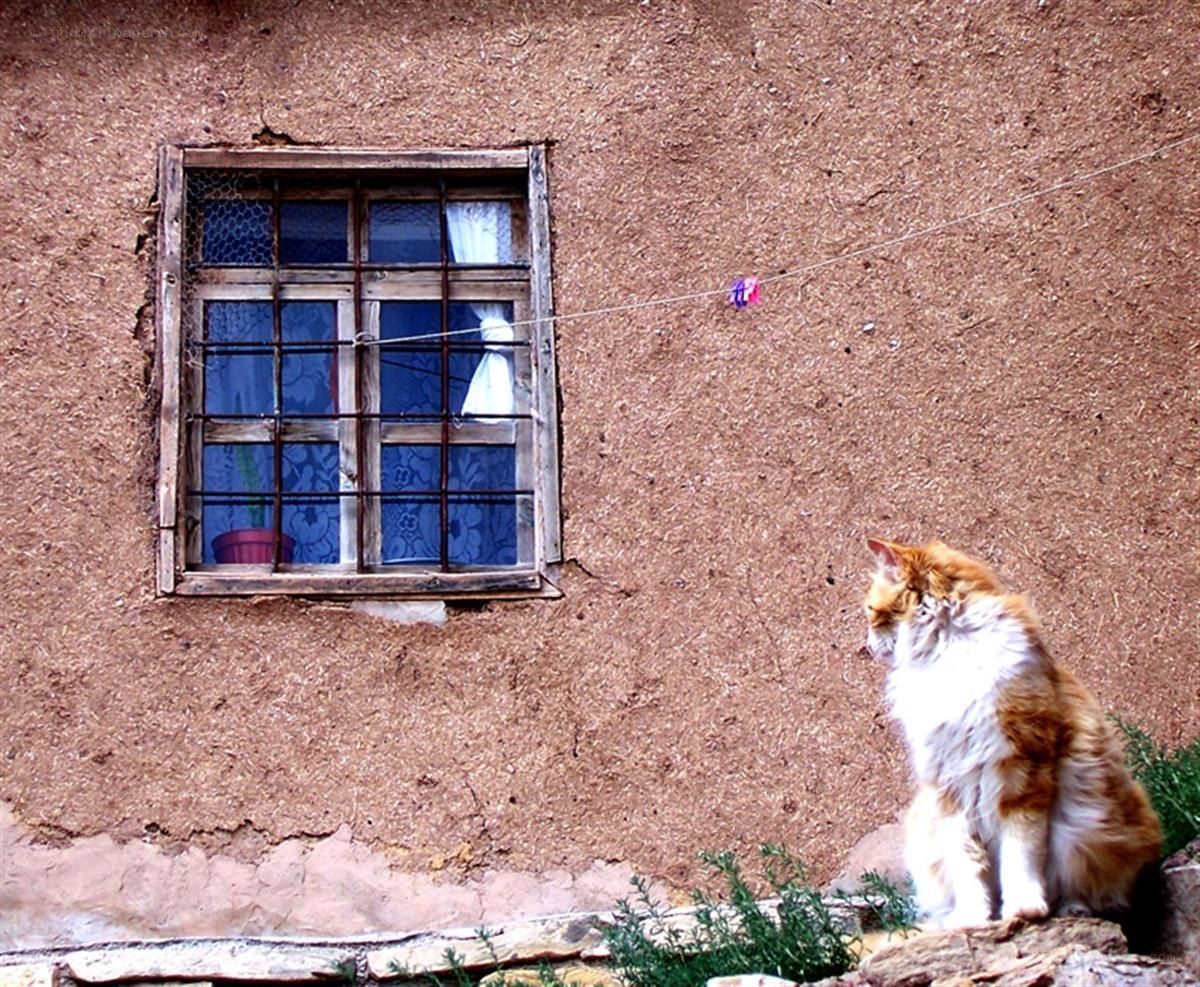 Cat sitting by a window
